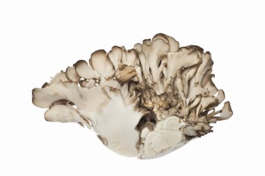 beyaz zemin üzerine taze istiridye mantar