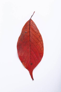 Beyaz arkaplanda kırmızı sonbahar yaprakları