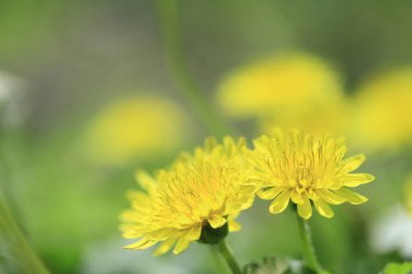 Yazın yeşil bahçede karahindiba çiçeği
