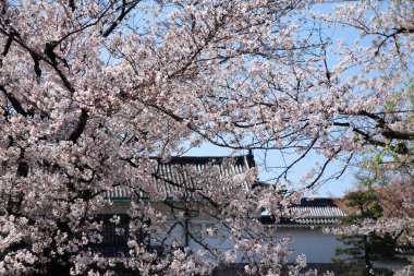Tokyo 'da güzel kiraz çiçekleri, Japonya