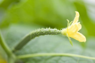 yeşil yaprak sarı çiçek