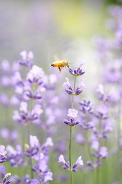 Bal arısı mor çiçeklerden nektar topluyor.        