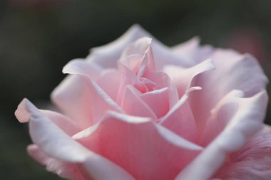 Bahçede güzel pembe bir gül