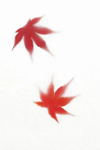 Dedaunan Maple Merah Pada Latar Belakang Putih — Stok Foto