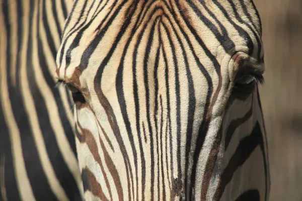 Bliska Widok Piękne Zwierzę Zebra Fauny Flory — Zdjęcie stockowe