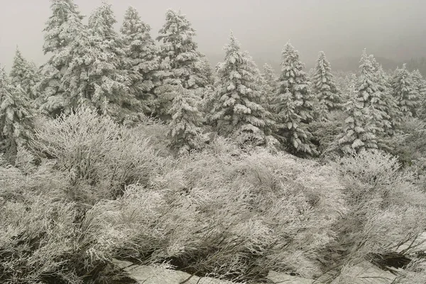 Śnieg Pokryte Drzewa Lesie — Zdjęcie stockowe