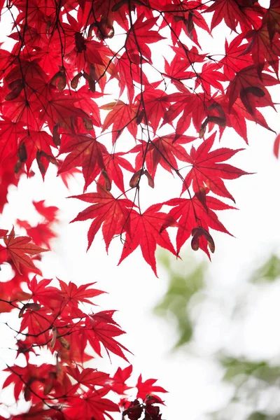 Κόκκινα Φύλλα Του Φθινοπώρου Φθινοπωρινή Χλωρίδα Εποχής Ιαπωνικό Σφενδάμι — Φωτογραφία Αρχείου