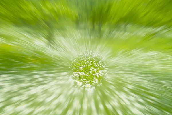 草の中のタンポポは — ストック写真
