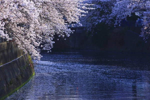 Flor Cereja Primavera Japão — Fotografia de Stock