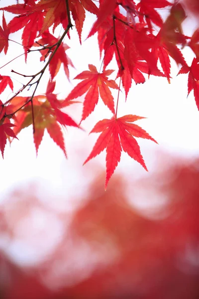 Червоне Осіннє Листя Флора Осіннього Сезону Японське Кленове Дерево Крупним — стокове фото