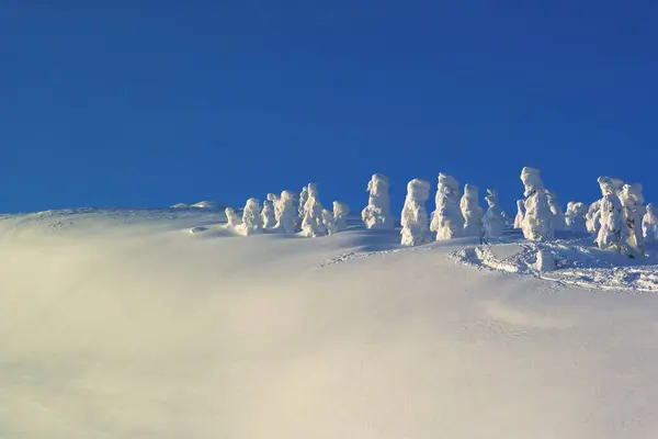 Красивый Зимний Пейзаж Заснеженными Деревьями Горах Закате — стоковое фото