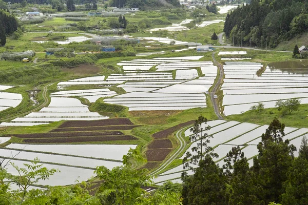 rice fields and the mountains of the fields. the cultivation of the fields, rice