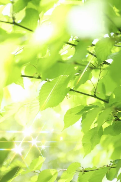 Свіже Весняне Зелене Листя Ігристе Фон Природи — стокове фото