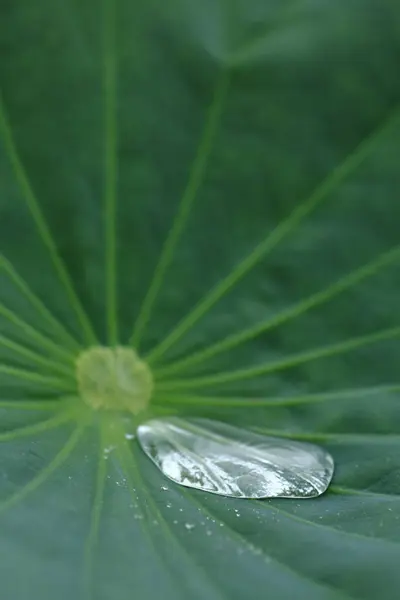 Wassertropfen Auf Grünem Lotusblatt Nahaufnahme — Stockfoto