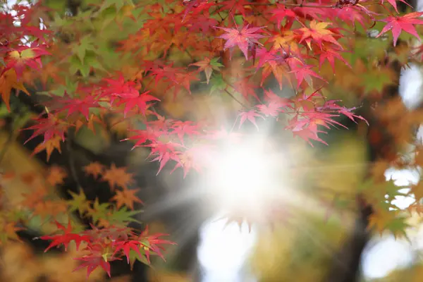秋天的红枫叶 — 图库照片
