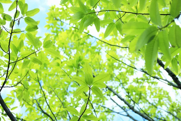 Свіже Зелене Листя Квітковий Фон — стокове фото