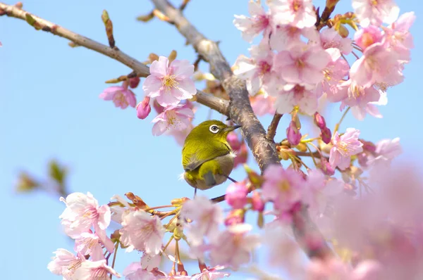 정원에서 벚꽃의 가지에 — 스톡 사진