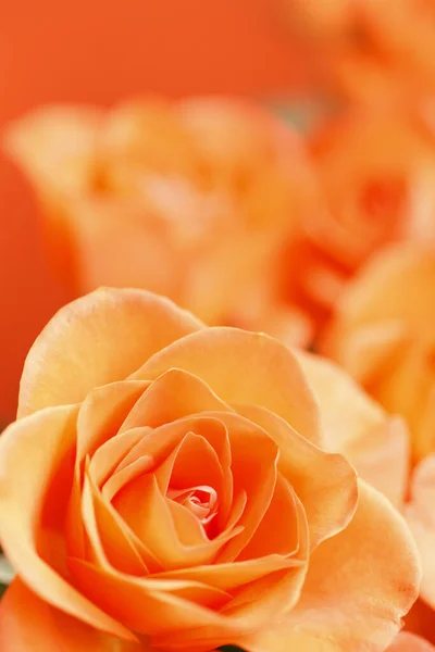Gros Plan Belle Fleur Rose — Photo