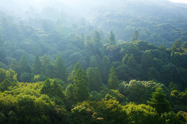 beautiful landscape of mountains and green trees in the morning                   