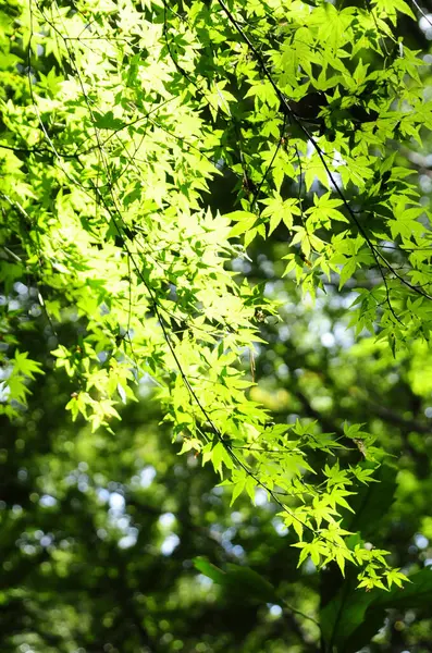 정원에 가지들 — 스톡 사진