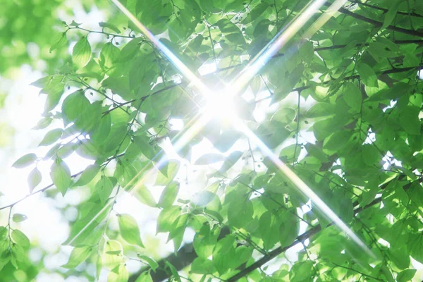 日光で緑の葉を持つ木の枝のクローズアップ — ストック写真