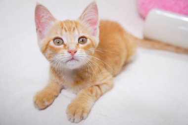 Kanepede yatan sevimli kedi yavrusu. 