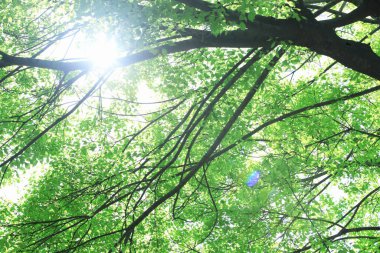 Güneş ışığında yeşil yapraklı ağaç dalına yakın çekim 
