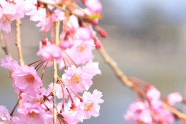 İlkbaharda kiraz ağacının çiçek açması. 