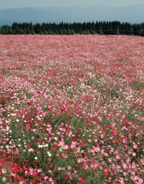 Tarladaki güzel çiçekler 