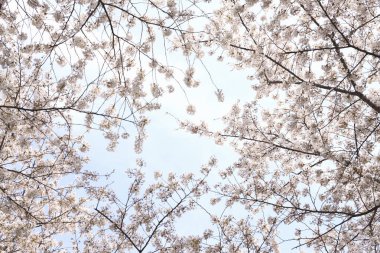 İlkbaharda kiraz ağacı çiçek açar 