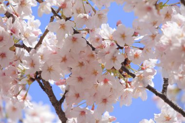 kiraz ağaçları çiçek bahar 