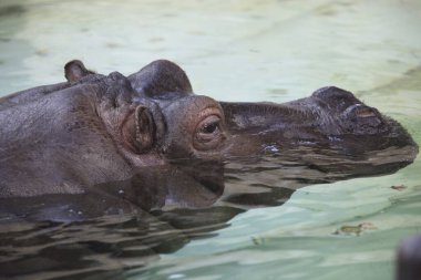 Sudaki su aygırı doğa arka planında, yakın plan