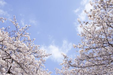 kiraz ağaçları çiçek bahar 