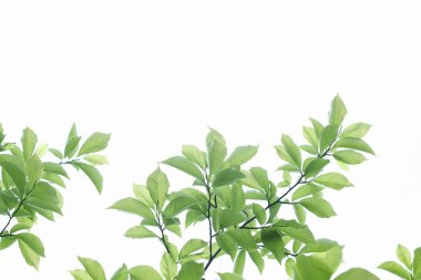 beyaz arkaplanda yeşil yapraklar izole  