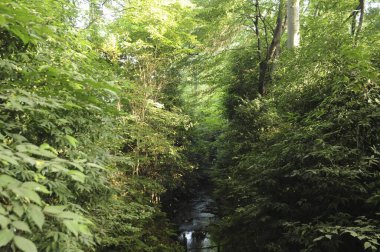 Çin 'de güneşli bir günde güzel yeşil park manzarası 