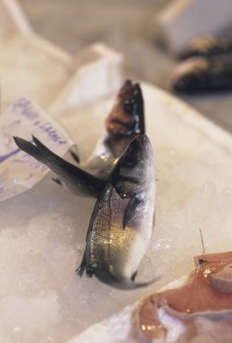 Ezilmiş buz ekranında dinlenen taze balıklar.