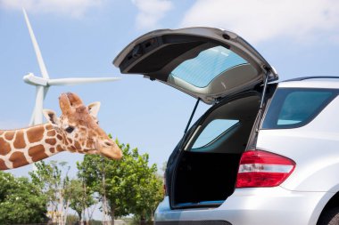Zürafa açık araba bagajına yaklaşıyor.