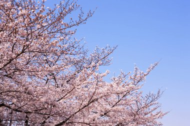 İlkbaharda kiraz ağacının çiçek açması. 
