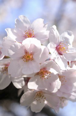 İlkbaharda kiraz ağacı çiçek açar 