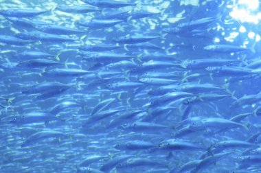 Akvaryumda yüzen balıkların olduğu sualtı fotoğrafı.     