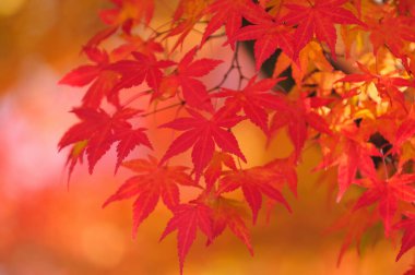 kırmızı akçaağaç yaprakları, sonbahar yaprakları arka plan