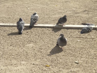 Şehir caddesinde beslenen bir grup güvercin