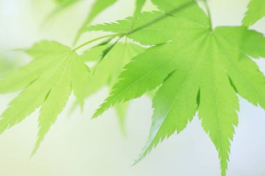 Yeşil akçaağaç yapraklarının manzarasını kapat