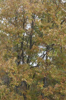 Sonbahar yaprakları, sonbahar mevsimi doğası             