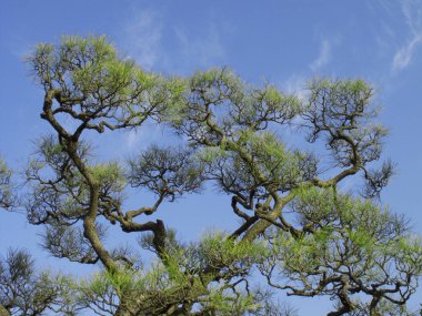 Mavi gökyüzü arkaplanına karşı yeşil ağaç tepelerinin düşük açılı görünümü     