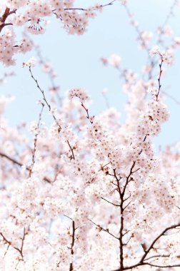 Çiçek çiçek açan kiraz ağacı