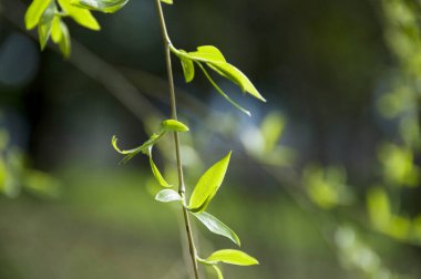 Yeşil yapraklı bir bitkiyi kapat