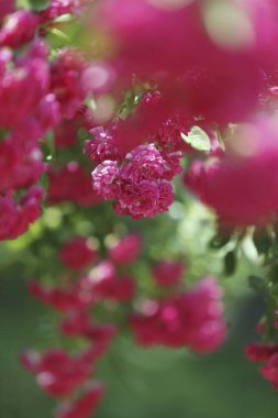 Yaz bahçesinde güzel çiçeklerin çalısı              