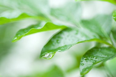 yeşil yapraklar çiğ damlalarıyla kapanıyor 