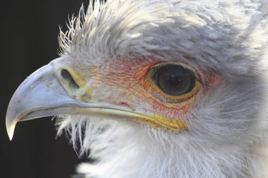 kartal portre arkaplanını kapat 